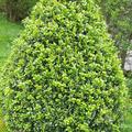 Buchs, Buchsbaum 'Arborescens' als Kegel geschnitten (80 cm), Buxus sempervirens 'Arborescens'