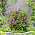 Buddleja Butterfly Candy Little Pink. Schmetterlingsflieder Little Pink