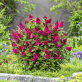 Buddleja Butterfly Candy Little Ruby, Schmetterlingsflieder Little Ruby