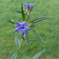 Buglossoides pupurocaerulea