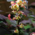 Berberize 'Harlequin' Blüten