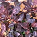 Berberis thunbergii 'Pink Queen' mit rotmelierten Blttern