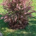 Buntlaubige Berberitze 'Pink Queen', Berberis thunbergii 'Pink Queen' 