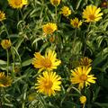 Buphthalmum salicifolium 'Alpengold'