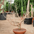 Bursera fagaroides, Verzweigt, im 46cm Topf, Hhe 130cm, Breite 100cm