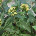 Buschgeissblatt, Schein-Weigelie, Diervilla splendens