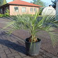 Geleepalme (Butia Capitata)