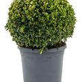 Buxus sempervirens, Kugel (30+), im 23cm Topf, Hhe 45cm, Breite 30cm