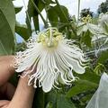 Passiflora incarnata alba, snowstar, Snow Maypop, cooltropics