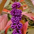 CALLICARPA bodinieri IMPERIAL PEARL, Liebesperlenstrauch Imperial Pearl