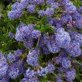 Sckelblume Ceanothus delilianus 'Blue Diamond' ( Hortival Diffusion)