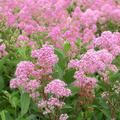 Sckelblume Ceanothus delilianus Marie Rose ( Hortival Diffusion)