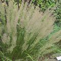 Calamagrostis arundinacea var. brachytricha