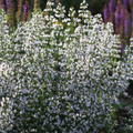 Calamintha nepeta 'Triumphator' (ssp. nepeta)