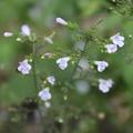 Calamintha nepeta 'Triumphator' (ssp. nepeta), Calamintha nepeta 'Triumphator' (ssp. nepeta)