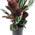 Calathea 'Marion', Busch, im 24cm Topf, Hhe 70cm, Breite 40cm