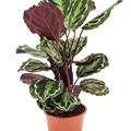 Calathea 'Medallion', Busch, im 19cm Topf, Hhe 70cm, Breite 45cm