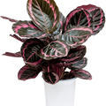 Calathea 'Suprise Star', Tuff, im 17cm Topf, Hhe 50cm, Breite 65cm