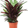 Calathea insignis, Busch, im 27cm Topf, Hhe 80cm, Breite 65cm