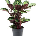 Calathea rosea-picta var. illustris, Busch, im 24cm Topf, Hhe 70cm, Breite 40cm