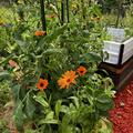 Ringelblume orange, Ringelblumen mit Tomatenpflanzen, Calendula officinalis