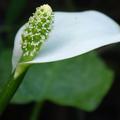 Calla - weiße Blüte