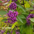 Callicarpa bodinieri 'Profusion', Callicarpa bodinieri 'Profusion'