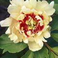 Paeonia Callie's Memory, Paeonia lactiflora x lutea, Paeonia Itoh Hybride, Pfingstrose, Pfingstrosen 