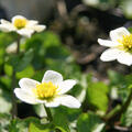 Caltha palustris 'Alba'