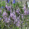 Camassia Aurora, Prrielilie