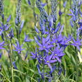 Camassia Maybelle, Prrielilie