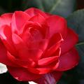 Kamelie Camellia japonica Black Lace