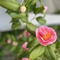 Camellia japonica 'Mrs. Tingley', zartrosa Kameliendame, schner als jede Rose 