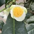 Camellia sinensis Fresh-T, Tee- Kamelie blüht 