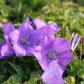 Campanula carpatica  'Blaue Clips'