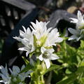 Campanula glomerata 'Alba'