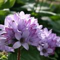 Campanula glomerata 'Caroline'