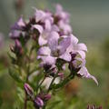 Campanula lactiflora 'Loddon Anne'