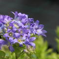 Campanula lactiflora 'Superba'