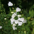 Campanula persicifolia 'Grandiflora Alba'