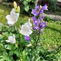 Campanula persicifolia 'Grandiflora Alba', Campanula persicifolia 'Grandiflora Alba'