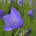 Campanula persicifolia 'Grandiflora Coerulea'