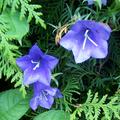 Campanula persicifolia 'Grandiflora Coerulea', Campanula persicifolia 'Grandiflora Coerulea'