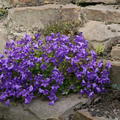 Campanula Birch