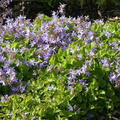 Campanula poscharskyana 'Blauranke'