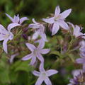 Campanula Lisduggan