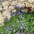 Campanula poscharskyana 'Stella', Campanula poscharskyana 'Stella'