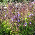 Campanula poscharskyana 'Trollkind'