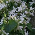 Campanula poscharskyana 'Weiranke'