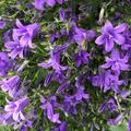 Campanula poscharskyana, Campanula poscharskyana